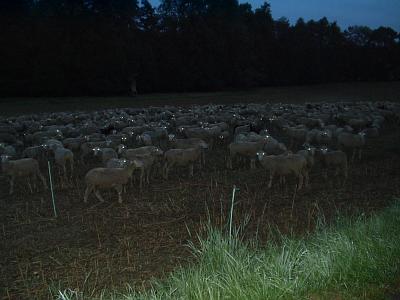 Außerirdische Schafe